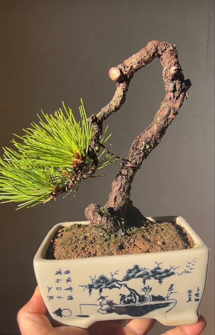 黒松盆栽