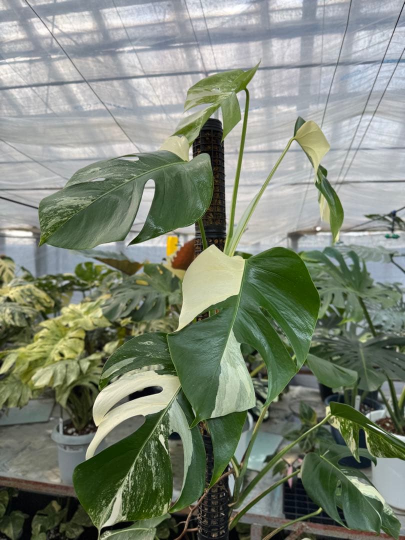 9モンステラ　ボルギシアナ　アルボ　白斑入り　鉢モスポール付き