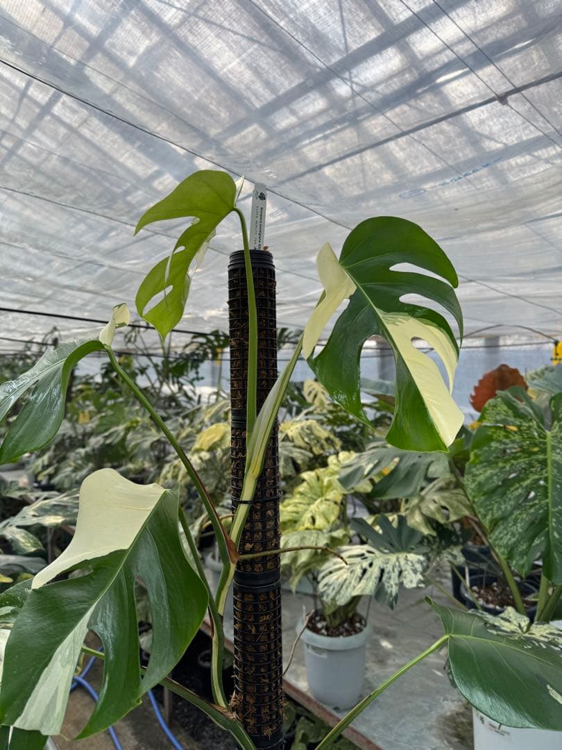 9モンステラ　ボルギシアナ　アルボ　白斑入り　鉢モスポール付き