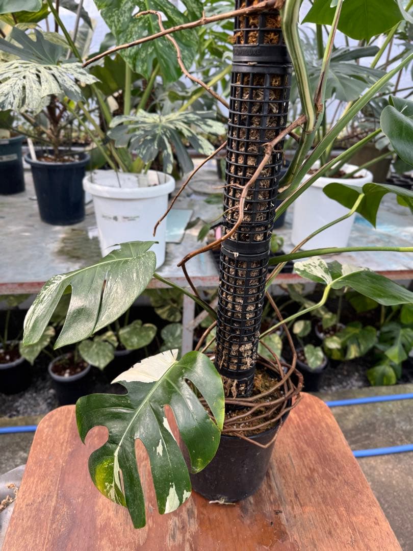 9モンステラ　ボルギシアナ　アルボ　白斑入り　鉢モスポール付き