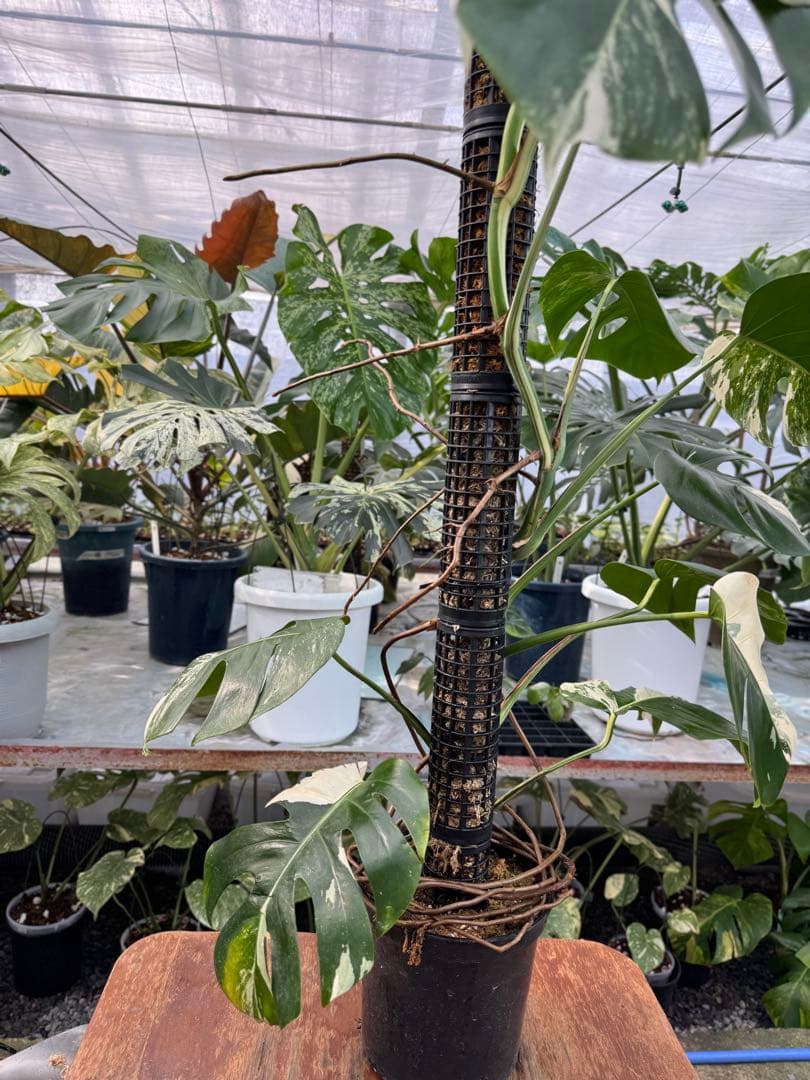 9モンステラ　ボルギシアナ　アルボ　白斑入り　鉢モスポール付き