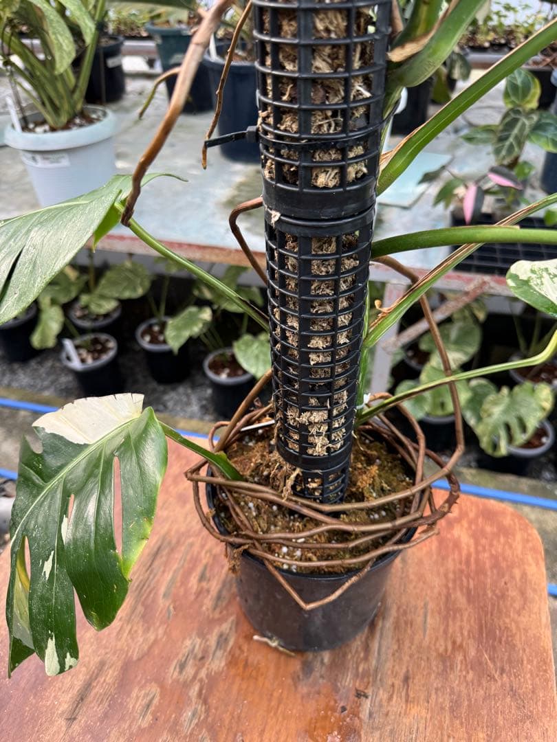 9モンステラ　ボルギシアナ　アルボ　白斑入り　鉢モスポール付き