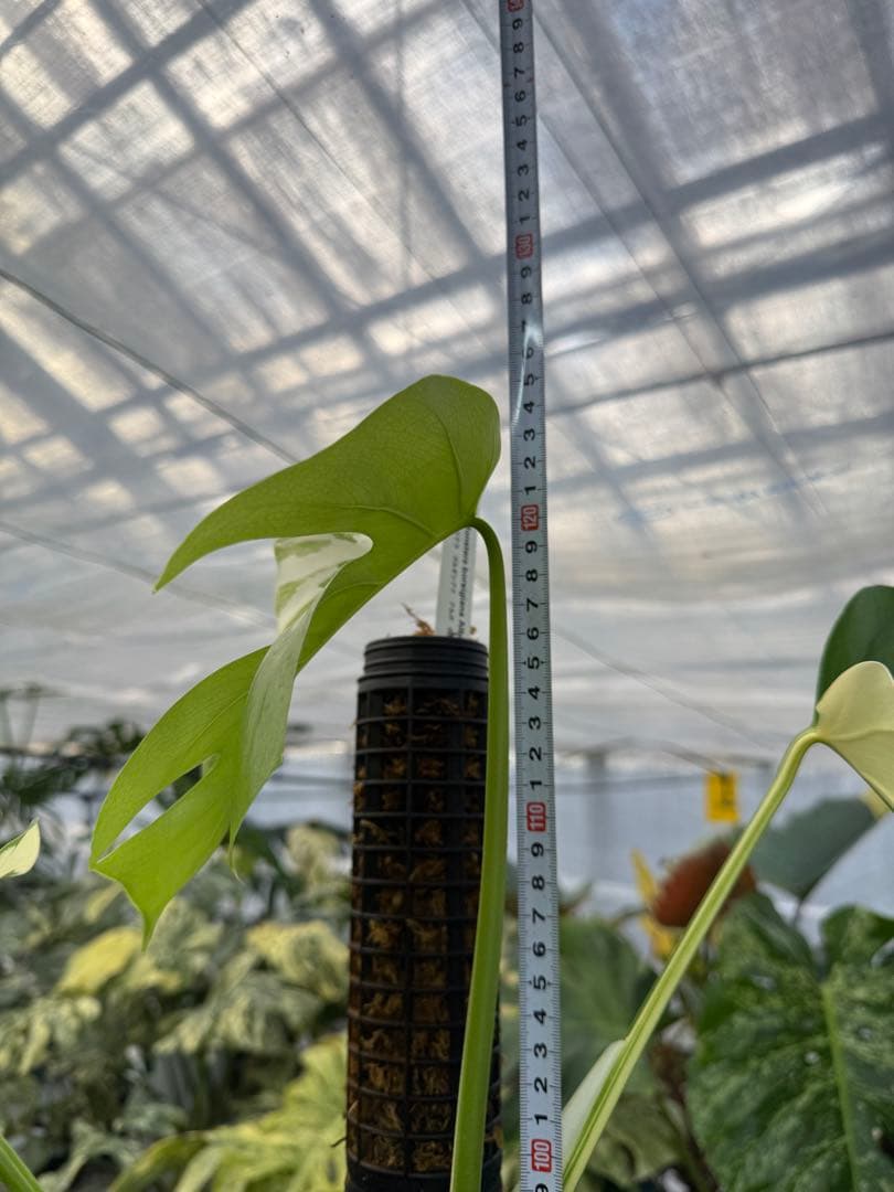 9モンステラ　ボルギシアナ　アルボ　白斑入り　鉢モスポール付き