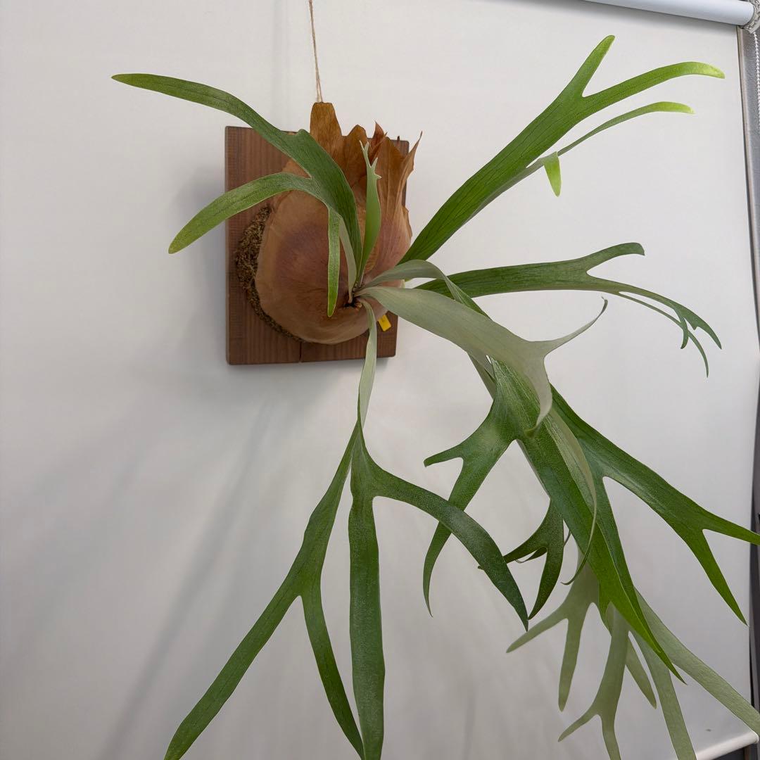 ビカクシダ P.Mulford（子株付き）