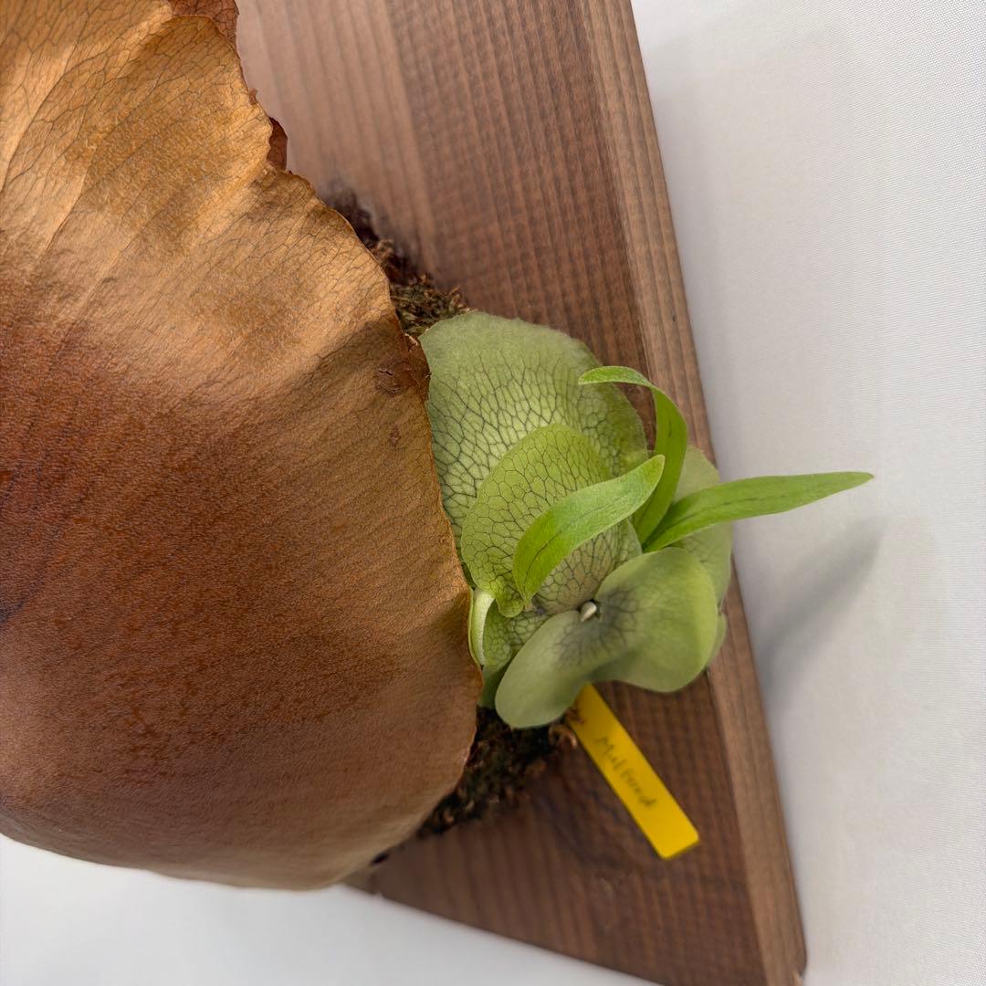 ビカクシダ P.Mulford（子株付き）