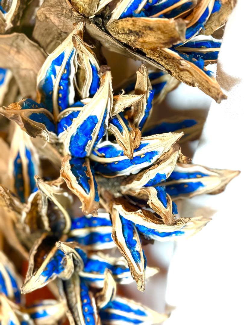 75 旅人の木 11房 特別割引価格 今季物 逸品 宮古島産