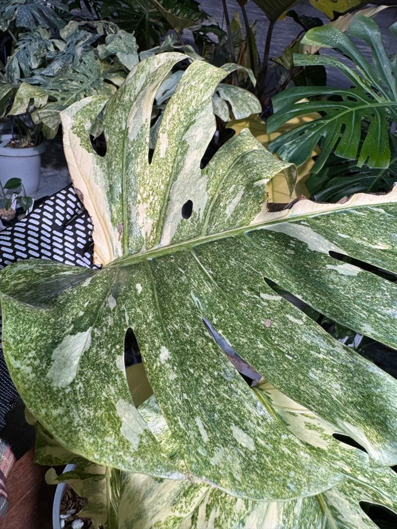 早い者勝ち　モンステラ　デリシオーサ　レガシー　久々絶美斑入り株