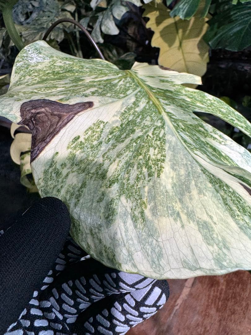 早い者勝ち　モンステラ　デリシオーサ　レガシー　久々絶美斑入り株