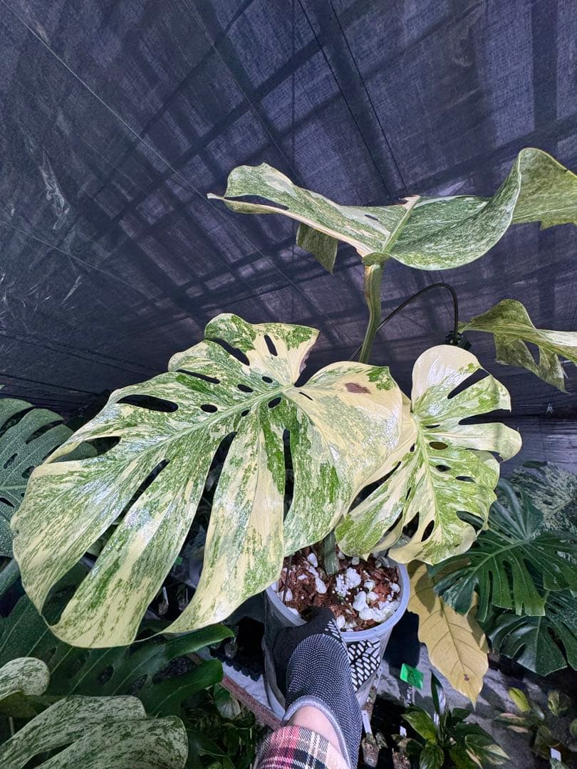 早い者勝ち　モンステラ　デリシオーサ　レガシー　久々絶美斑入り株
