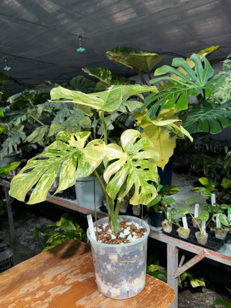 早い者勝ち　モンステラ　デリシオーサ　レガシー　久々絶美斑入り株