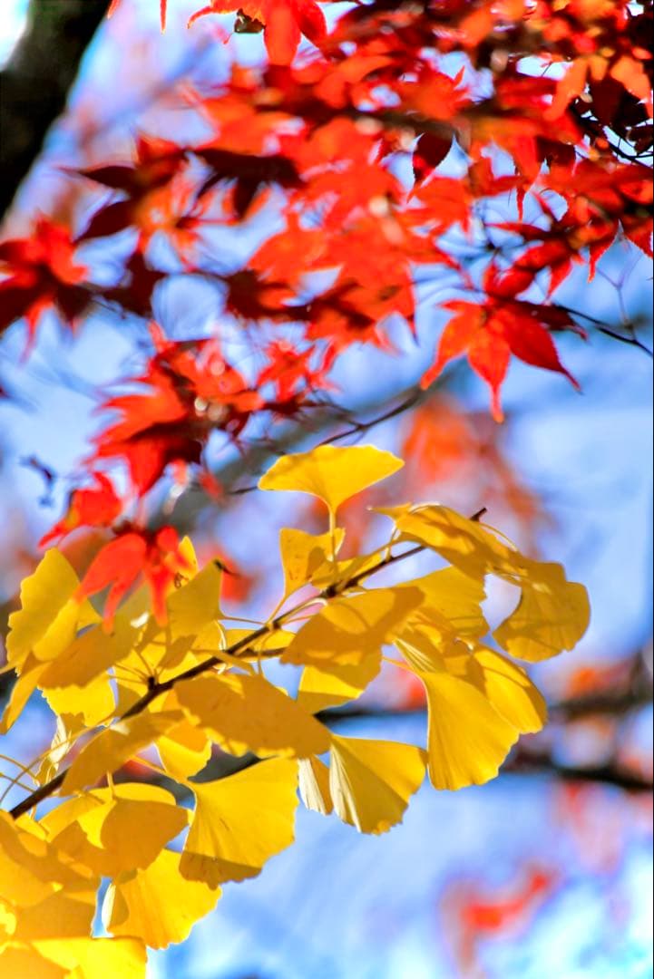 CANON キャノン EF 100-300mm F5.6 L