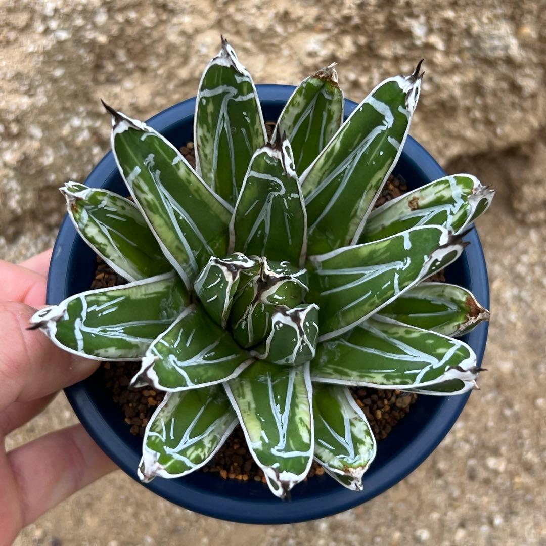 アガベ　笹の雪　極氷山　白虎斑