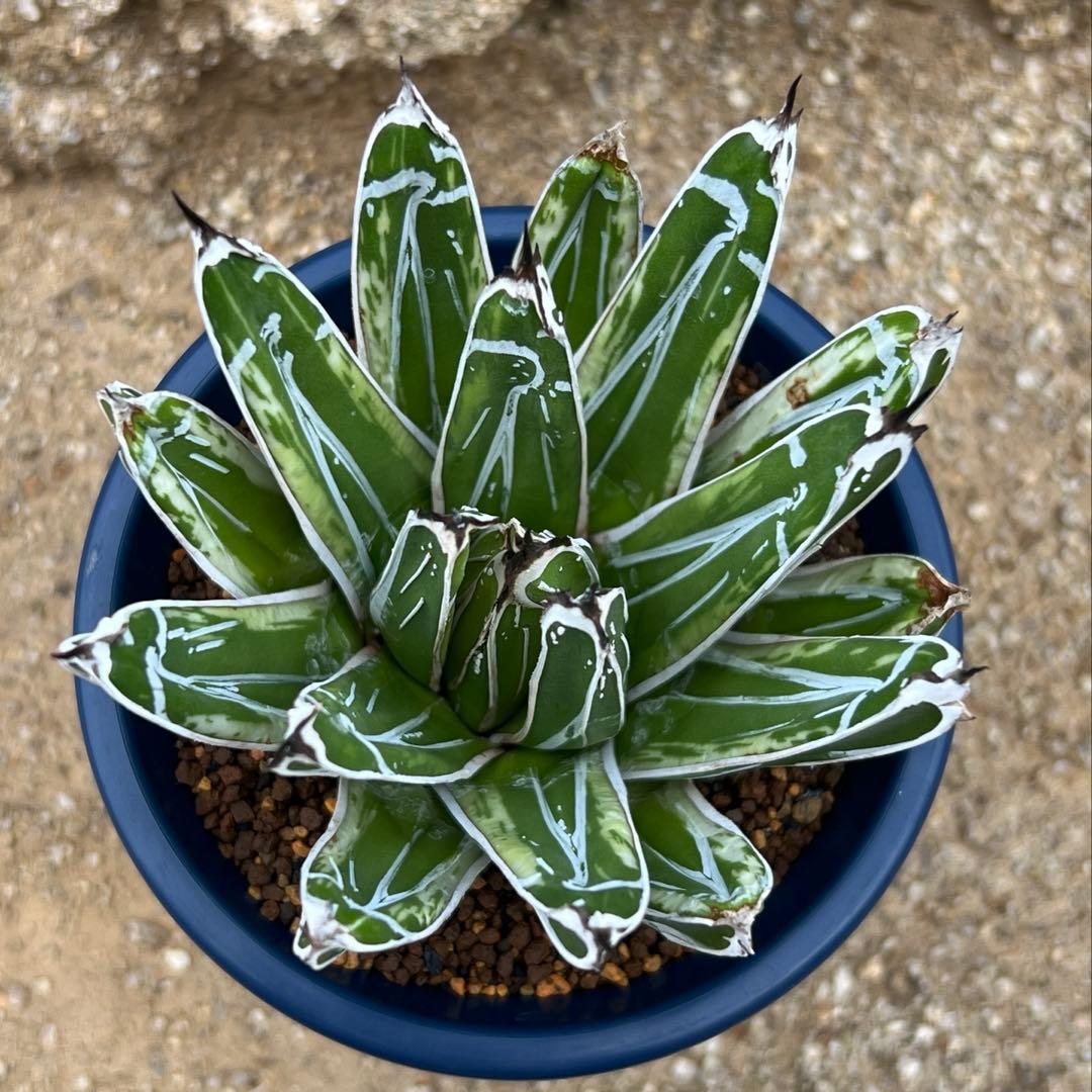 アガベ　笹の雪　極氷山　白虎斑