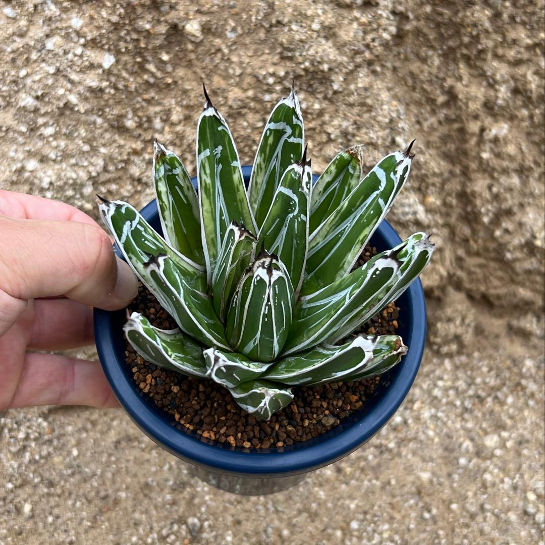 アガベ　笹の雪　極氷山　白虎斑