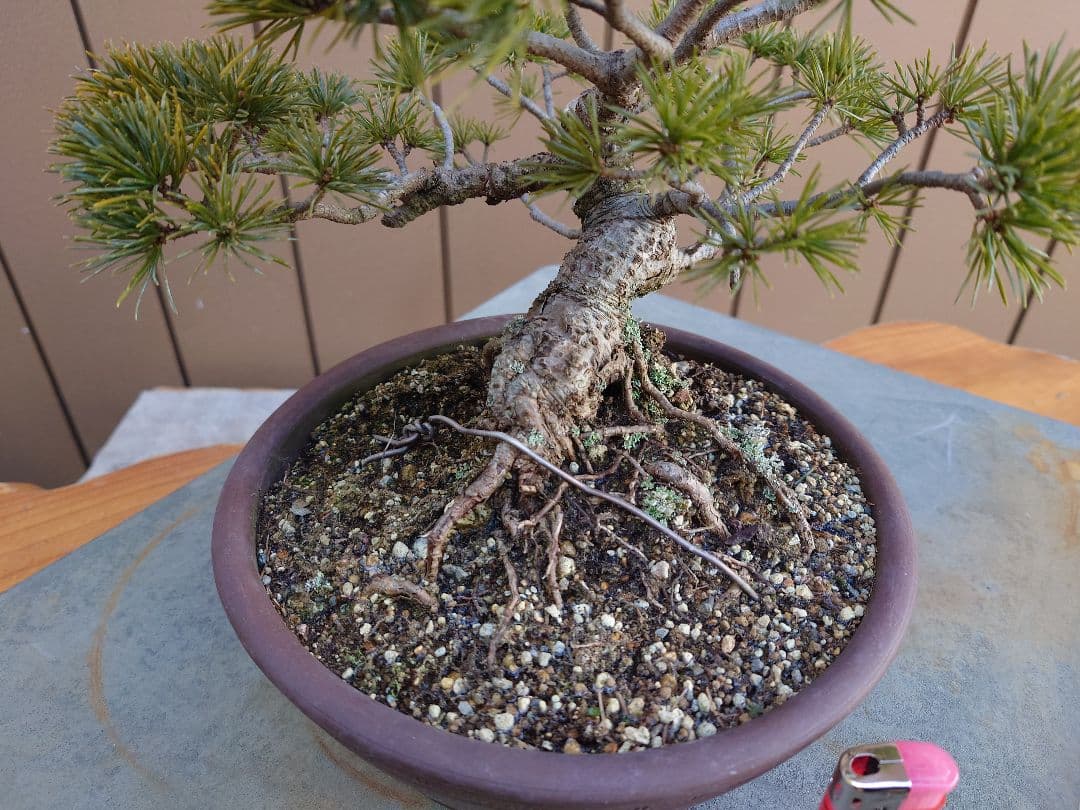 盆栽　松国宝　五葉松　樹高22cm