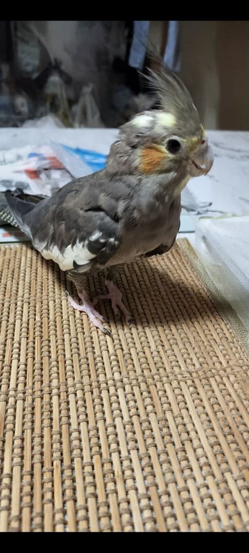 オカメインコ❤