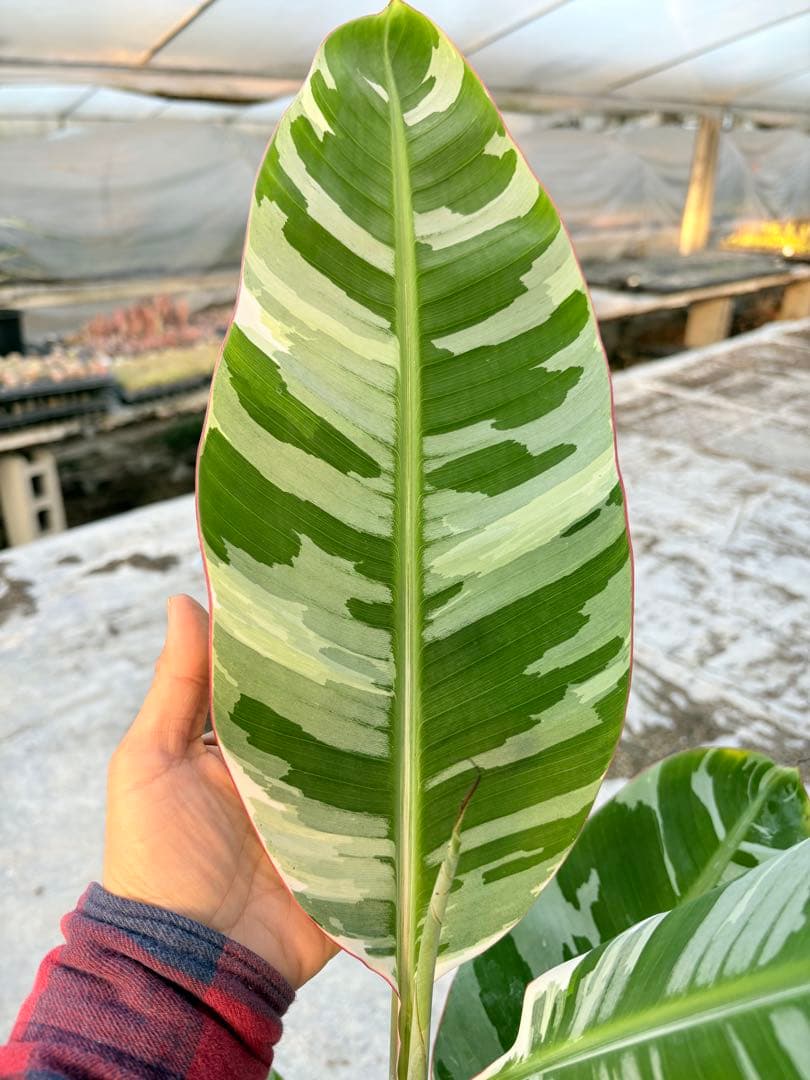 バナナ斑入り　アエアエ　美株　高さ80cm