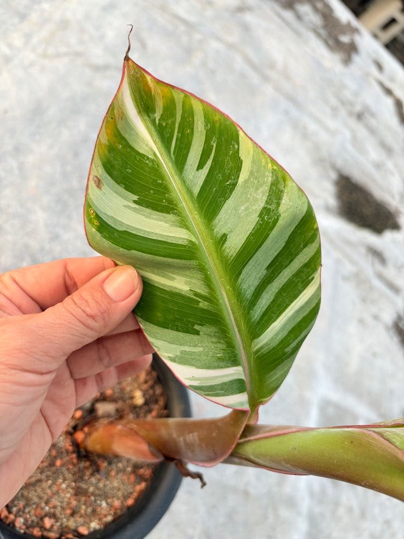 バナナ斑入り　アエアエ　美株　高さ80cm