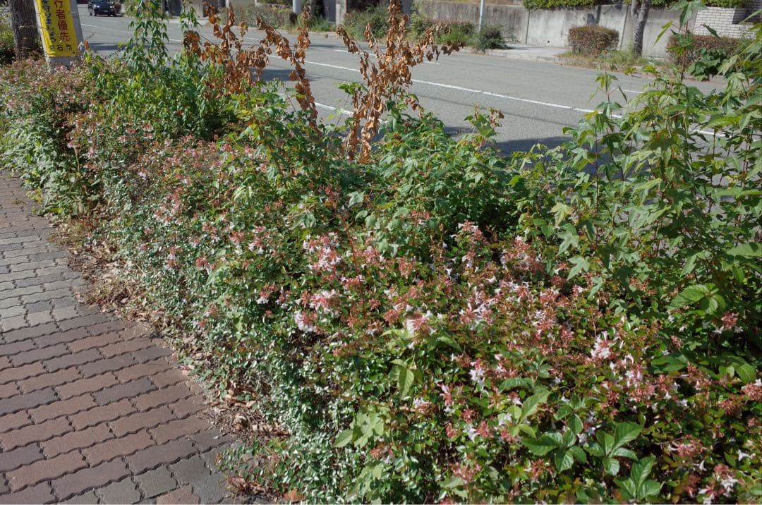 デジタルカメラ RICOH GR2