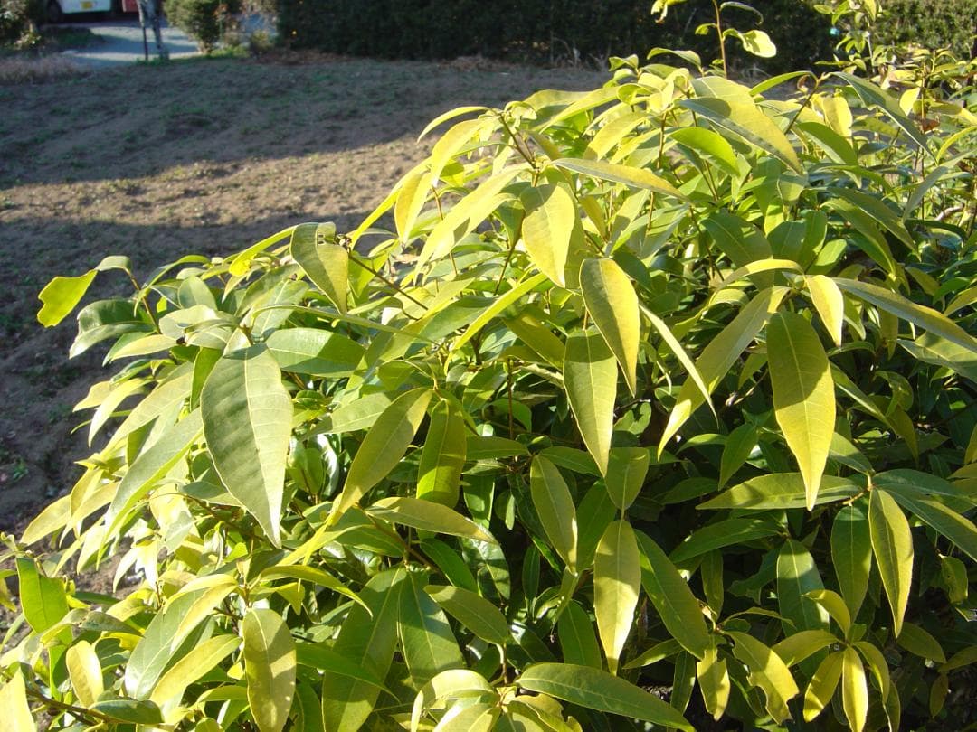 ソニー Cyber-shot DSC-P10 コンデジ 5.0メガピクセル