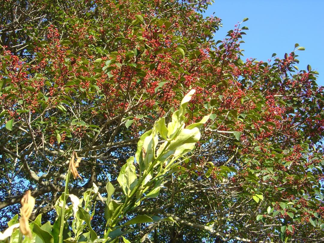 ソニー Cyber-shot DSC-P10 コンデジ 5.0メガピクセル