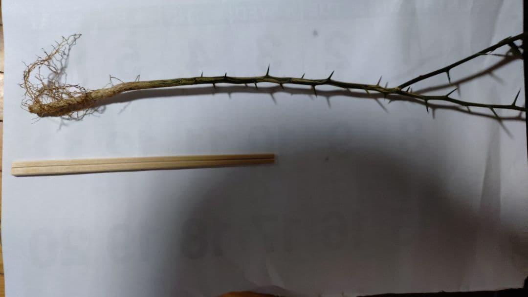 数量限定販売企画！カラタチ台木１００本＋α（枯れ保証分）