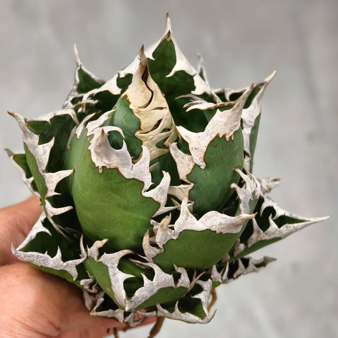 t*w様 L1344多肉植物 ガベ チタノタ 強棘 大白鲨 ホオジロザメ/検 暴