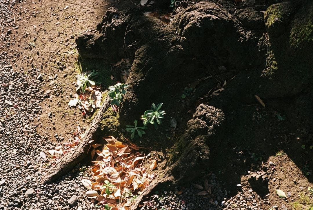 レア 極美品 MINOLTA HI-MATIC 7S II 訳あり