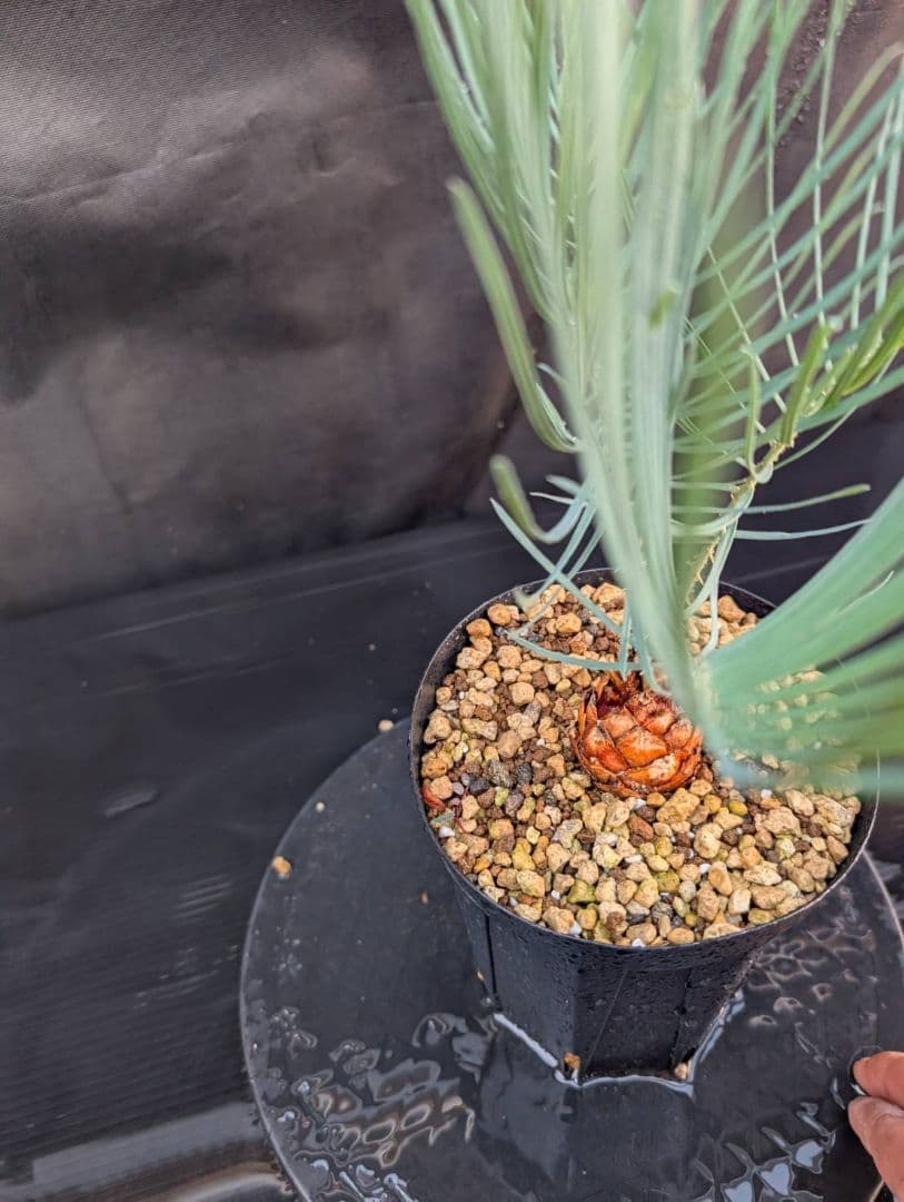 決算創業祭 お買い得 サイカスカイルンシアナ 3