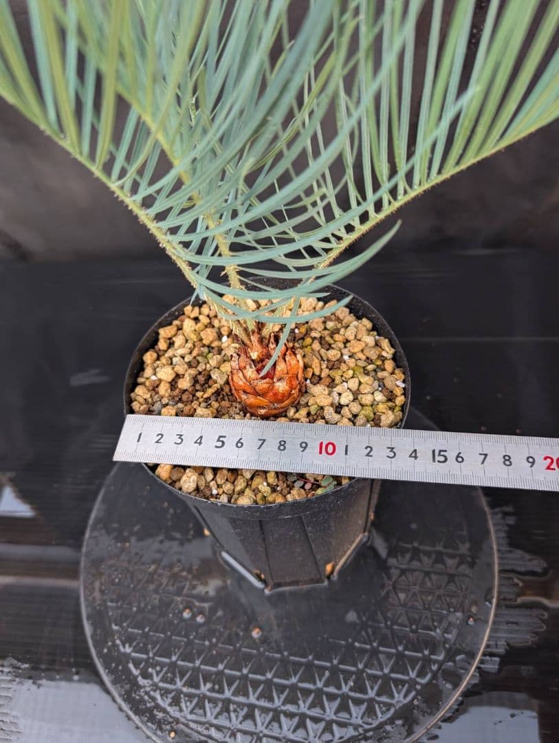 決算創業祭 お買い得 サイカスカイルンシアナ 3