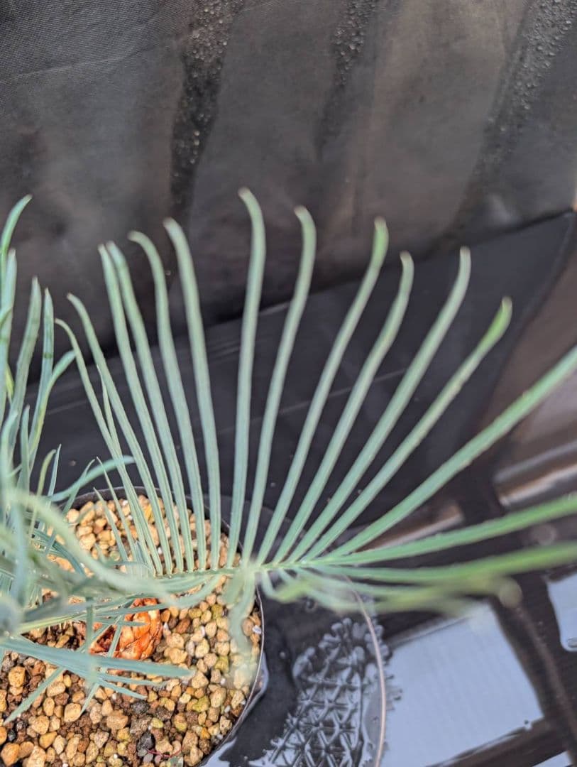 決算創業祭 お買い得 サイカスカイルンシアナ 3