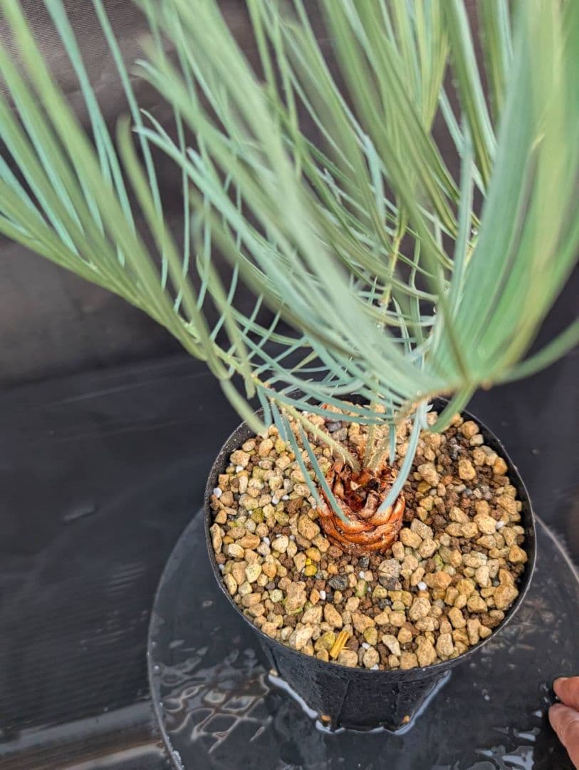 決算創業祭 お買い得 サイカスカイルンシアナ 3