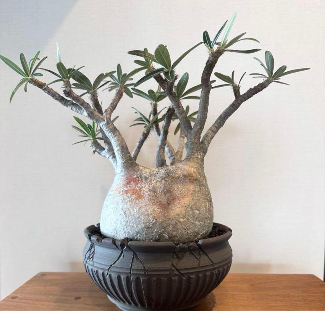 パキポディウム　グラキリス現地株　美株 ワイルドヘブン鉢植え込み