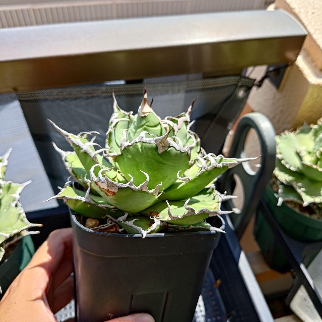 アガベ シーザー 中株