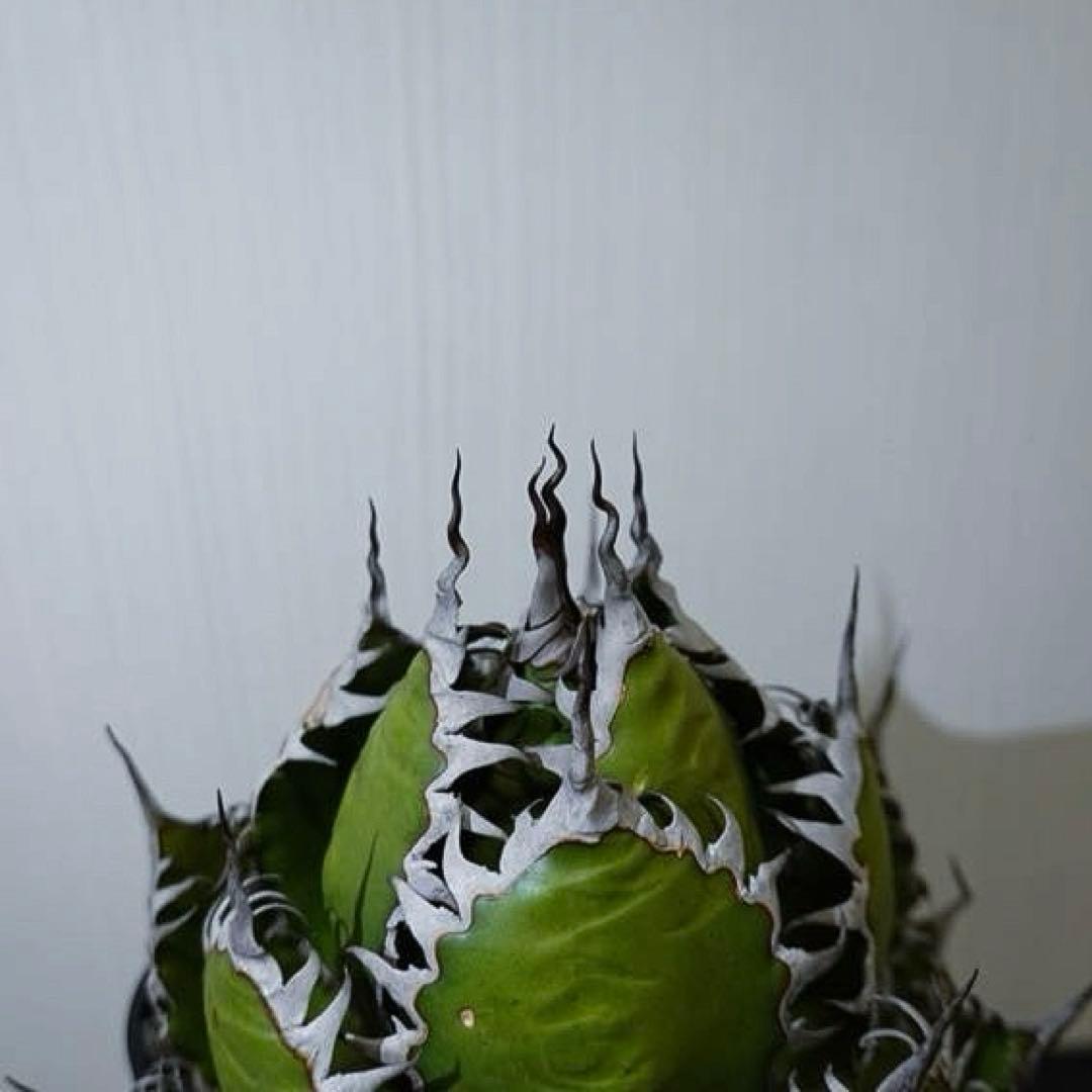 【現物出品】2121 【鉢のまま発送】 アガベ ホリダ