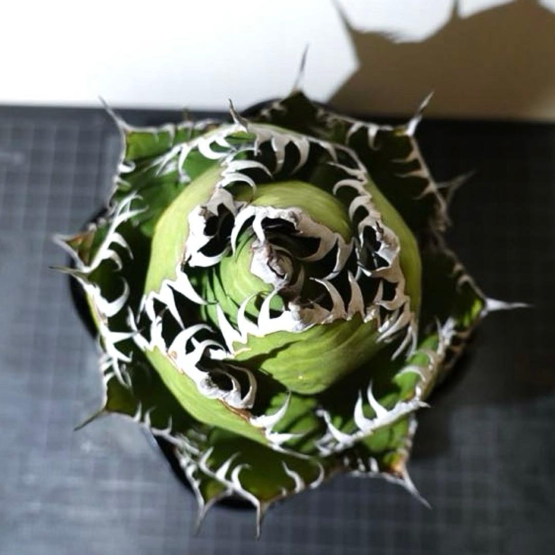 【現物出品】2121 【鉢のまま発送】 アガベ ホリダ