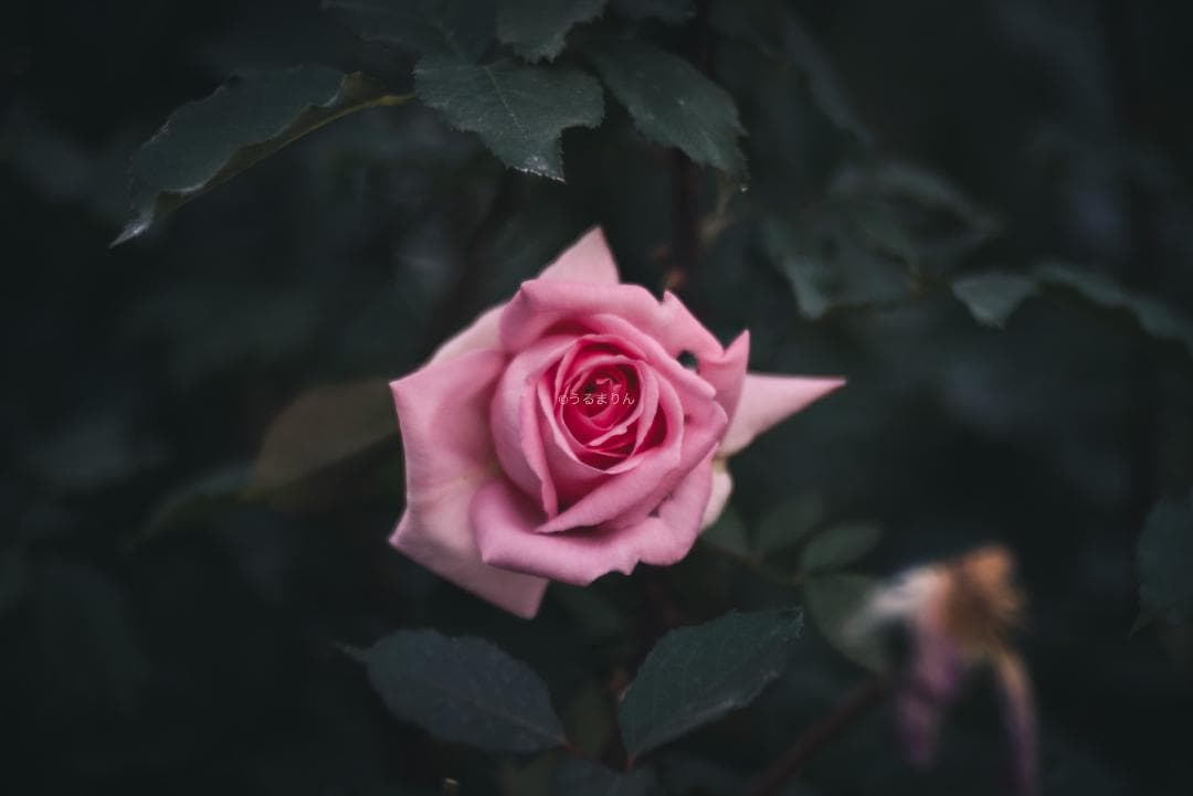 棚卸SALE！Trioplan 100mm F2.8 Leica Mマウント