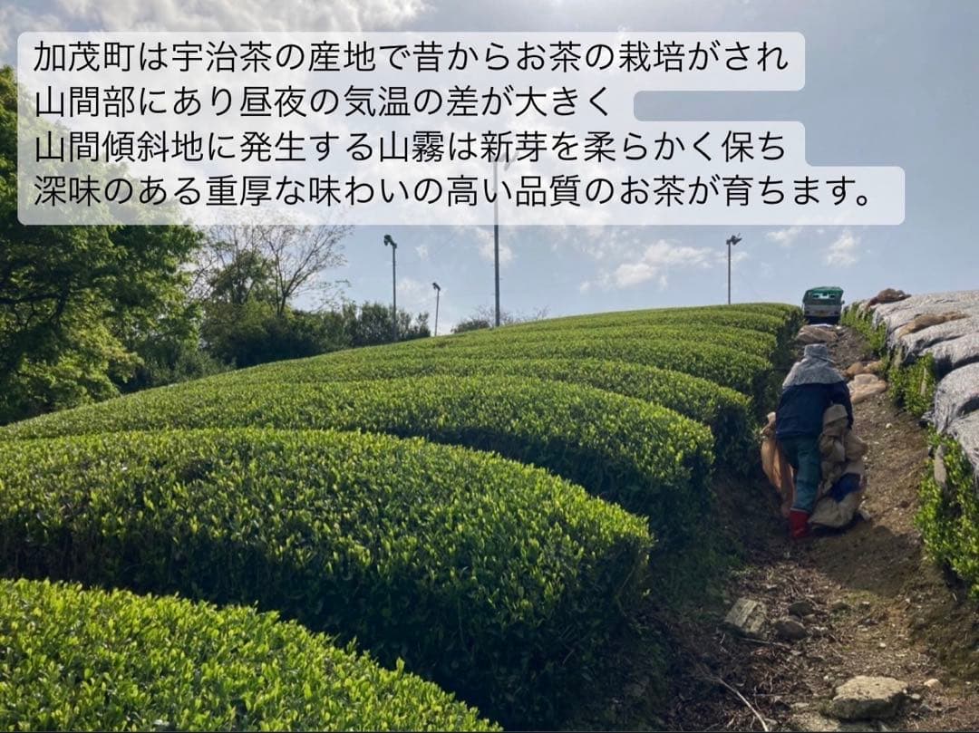 【お茶】日本の紅茶！便利な個包装スティック100本入り！溶かすだけ簡単パウダー