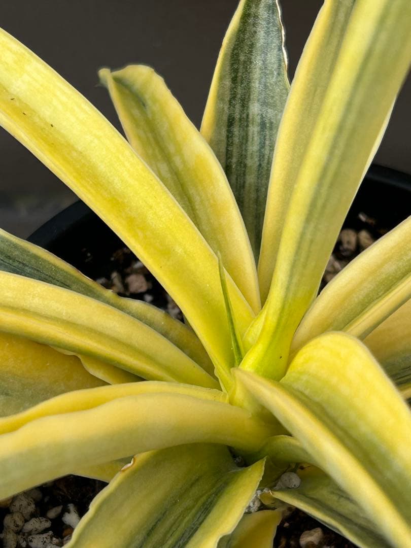 サンセベリア　サイアム　ゴールド　4号鉢