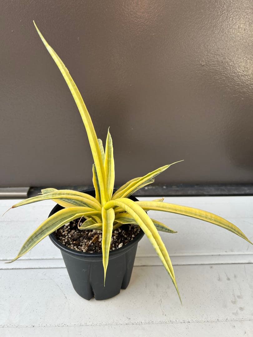 サンセベリア　サイアム　ゴールド　4号鉢