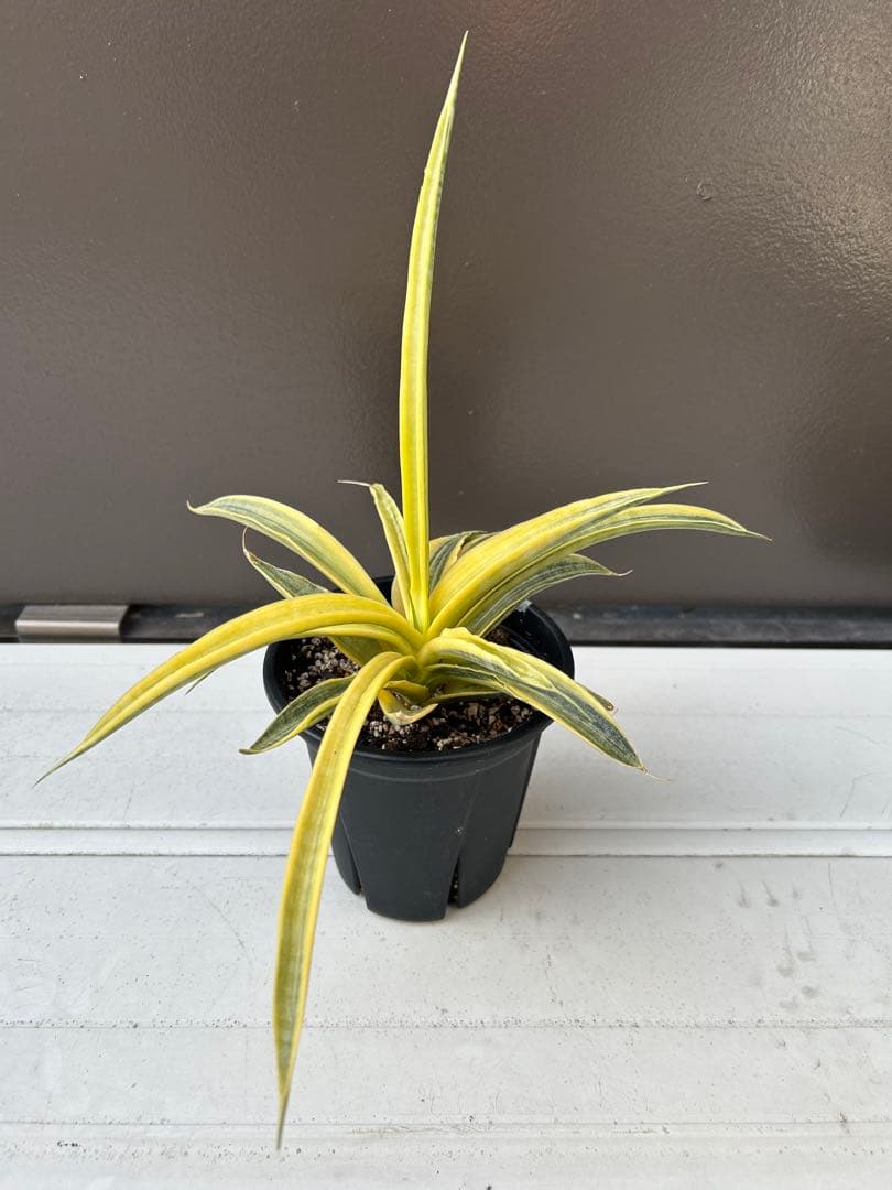 サンセベリア　サイアム　ゴールド　4号鉢