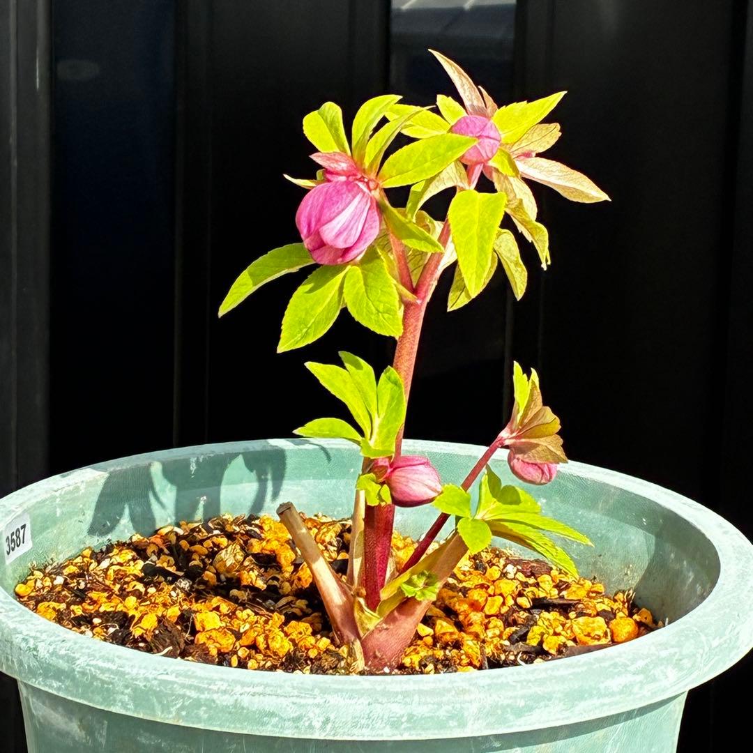 A*️様 3587☘️蕾花付き☘️極上☘️7号☘️⭐️SD⭐️ピンクオーレア⭐️