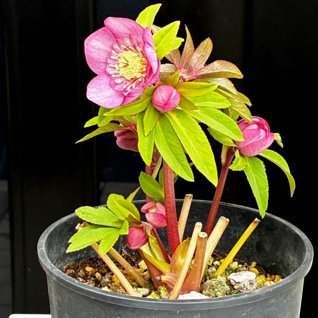 A*️様 3587☘️蕾花付き☘️極上☘️7号☘️⭐️SD⭐️ピンクオーレア⭐️