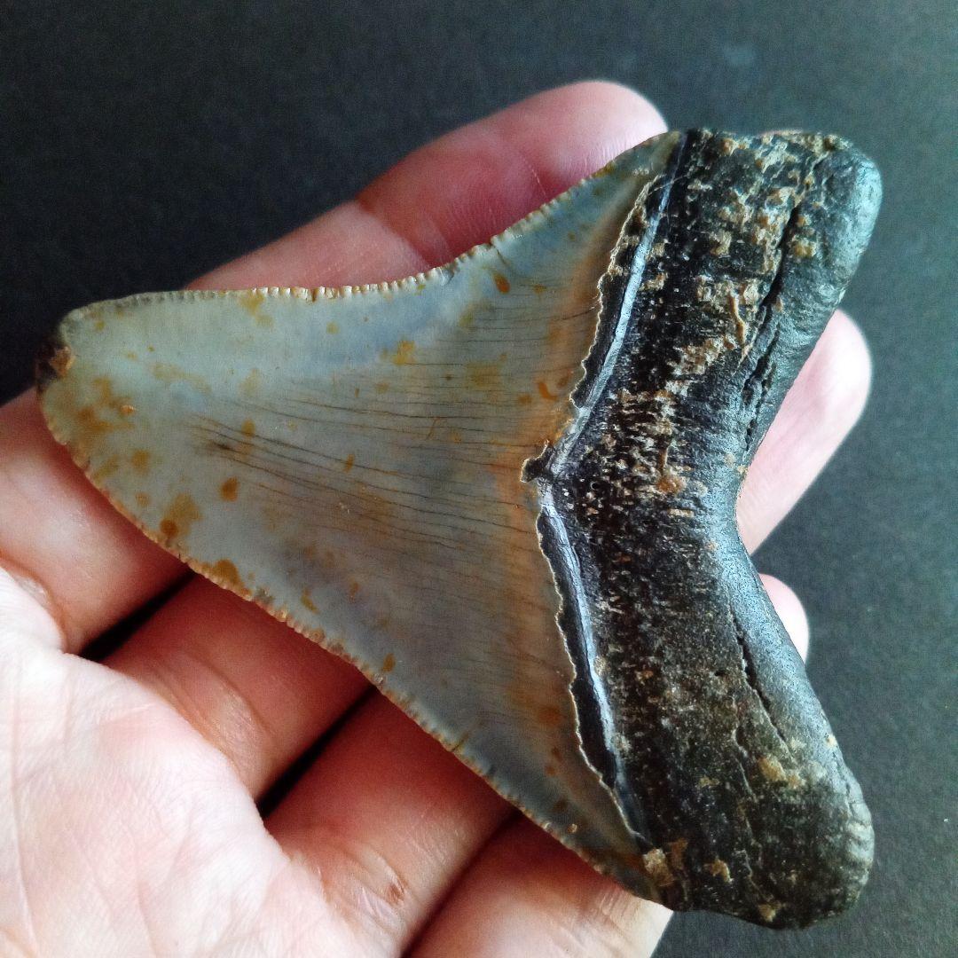 サメ　歯化石　メガロドン　USA　完全体　美麗