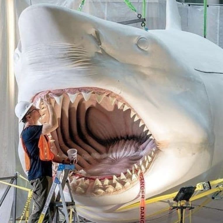 サメ　歯化石　メガロドン　USA　完全体　美麗