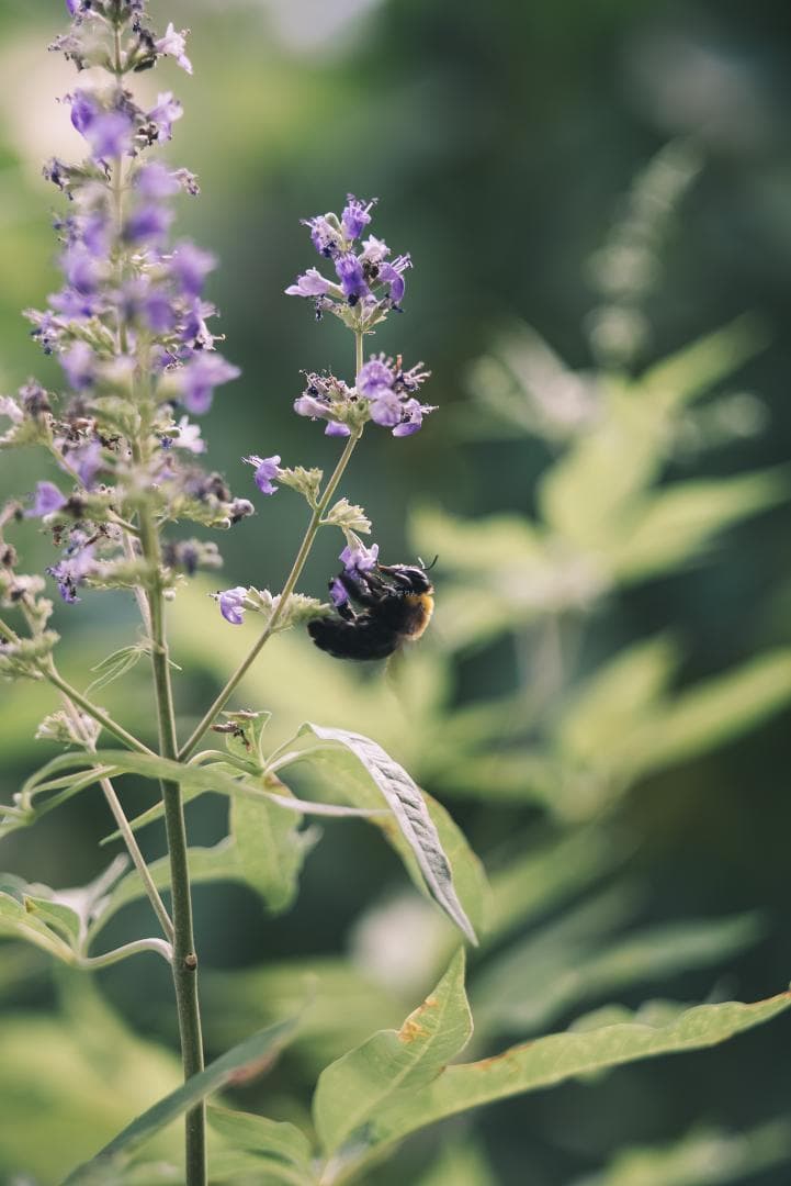 classik様　Leica Elmarit 90mm F2.8オールドレンズ