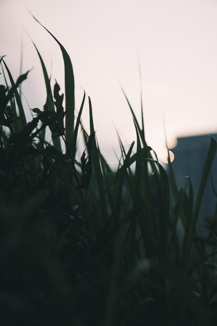 classik様　Leica Elmarit 90mm F2.8オールドレンズ