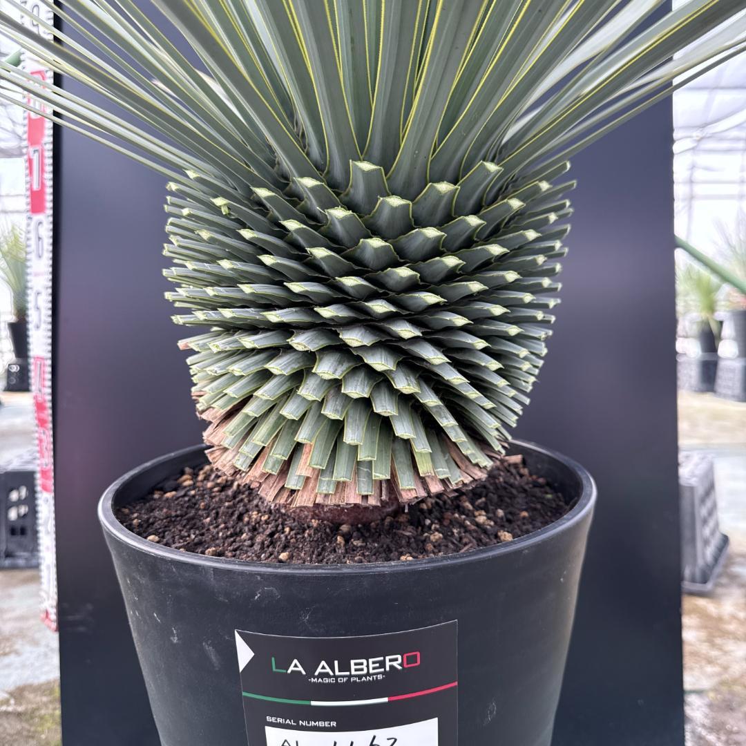 【AL1162】ユッカ　ロストラータ　短葉の極み個体