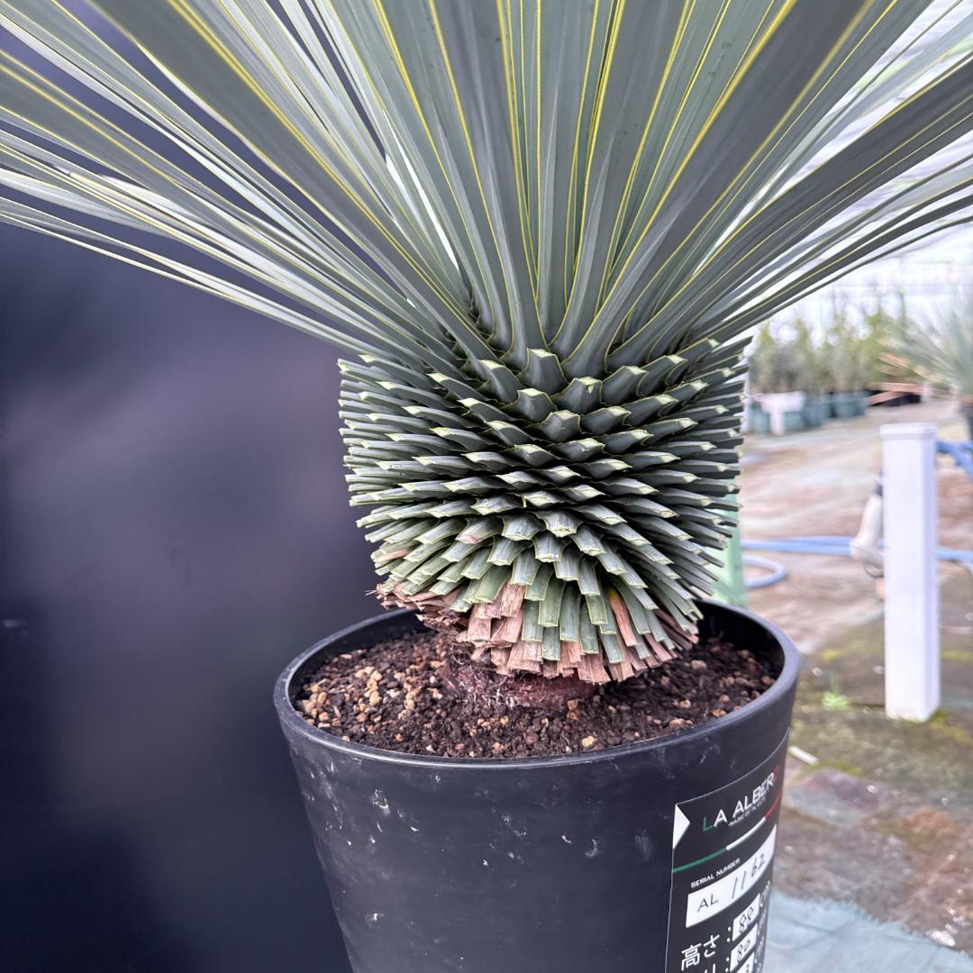 【AL1162】ユッカ　ロストラータ　短葉の極み個体