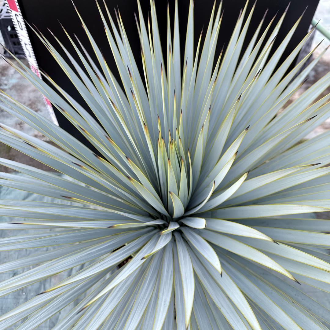 【AL1162】ユッカ　ロストラータ　短葉の極み個体